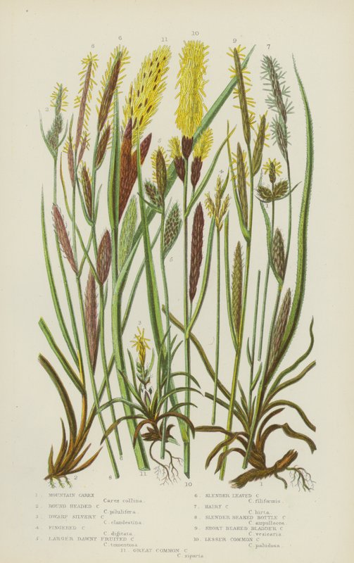 Carex des montagnes, Carex à tête ronde, Carex nain argenté, Carex à doigts, Plus grand carex à fruits duveteux - English School