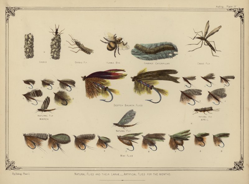 Mouches Naturelles et leurs Larves, Mouches Artificielles pour les Mois - English School