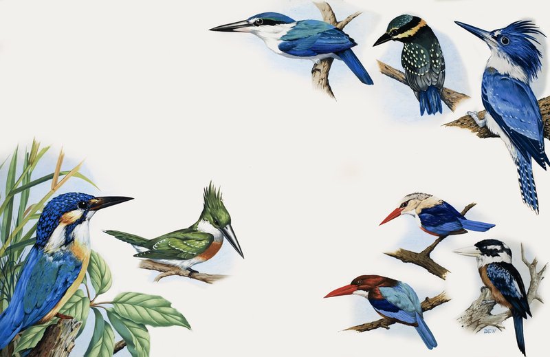 Le royaume de la nature : une éclatante couleur - English School