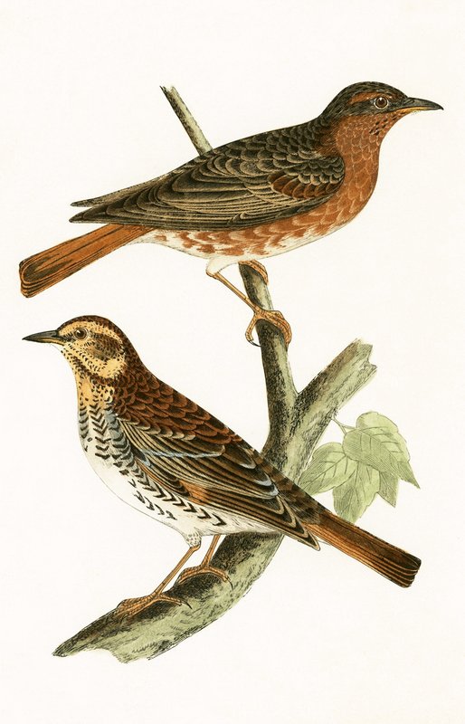 Grive de Naumann, illustration de 