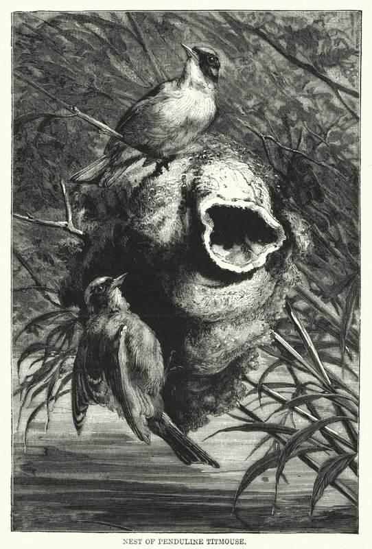 Nid de mésange rémiz - English School