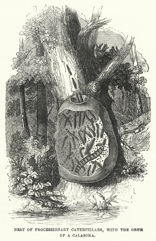 Nid de chenilles processionnaires, avec la larve d