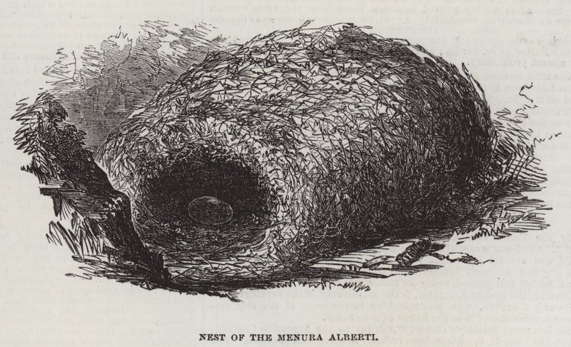 Nid du Menura Alberti (gravure) - English School