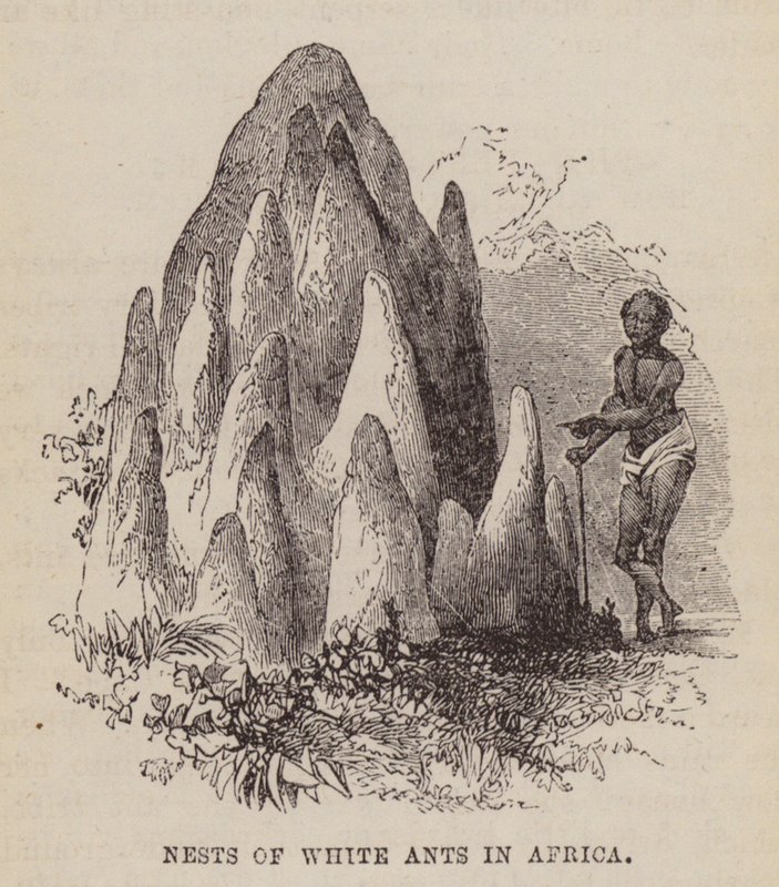 Nids de termites blancs en Afrique - English School