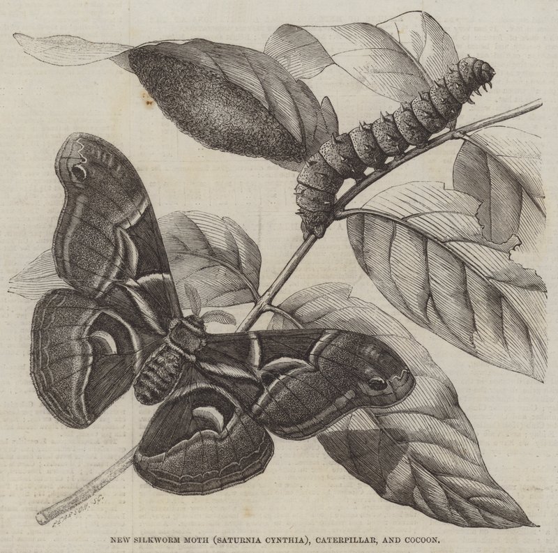 Nouveau papillon de ver à soie (Saturnia Cynthia), chenille et cocon - English School