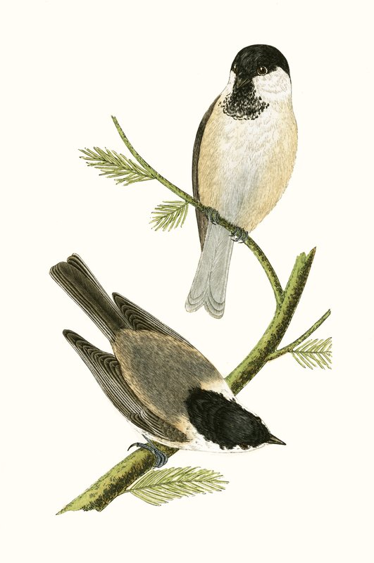 Mésange du Nord, illustration de 