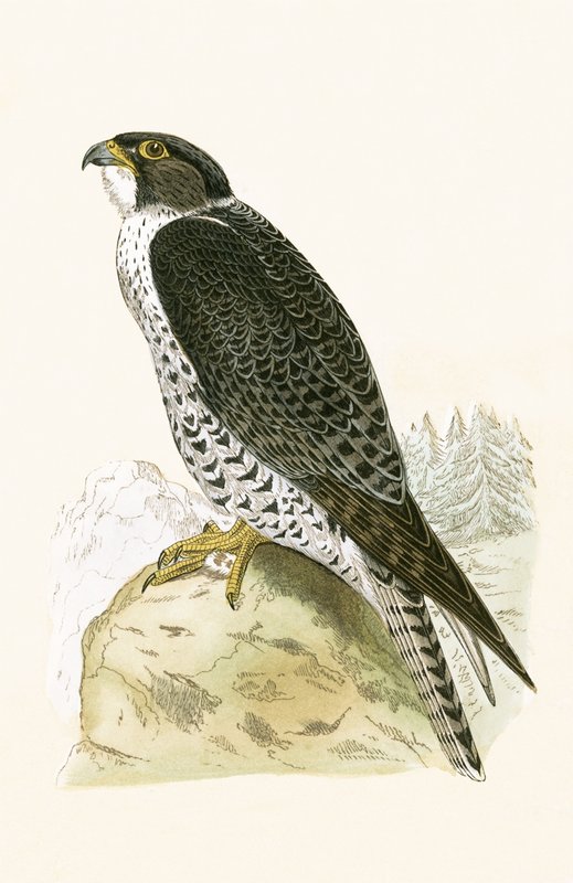 Faucon gerfaut norvégien, illustration de 