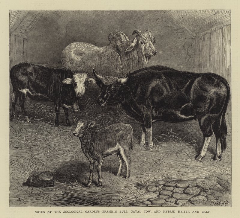Notes aux jardins zoologiques, taureau brahmane, vache gayal, et génisse hybride et veau (gravure) - English School