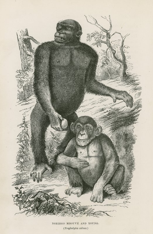 Nshiego Mbouve et Jeune, Troglodytes Calvu - English School