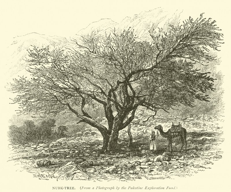 Nubk-Tree - English School