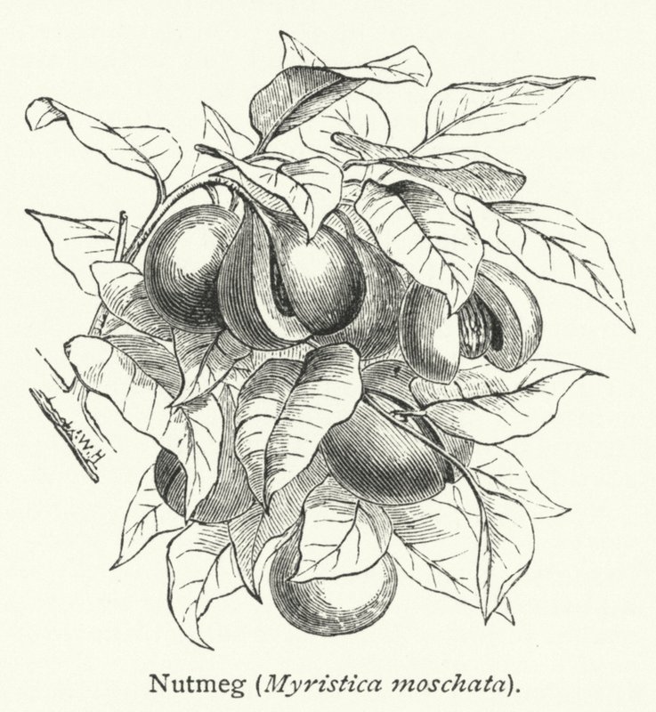 Muscade (Myristica moschata) (gravure) - English School