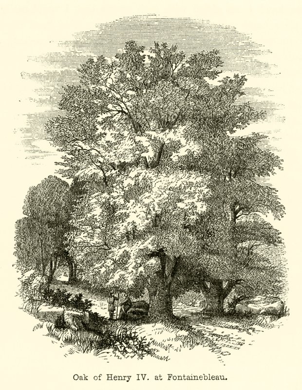Chêne d