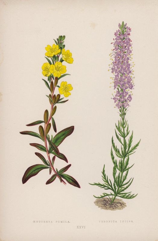 Oenothera Pumila; Veronica Incisa - English School