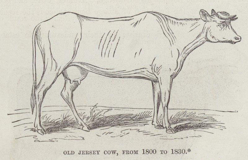Vieille vache Jersey, de 1800 à 1830 (gravure) - English School