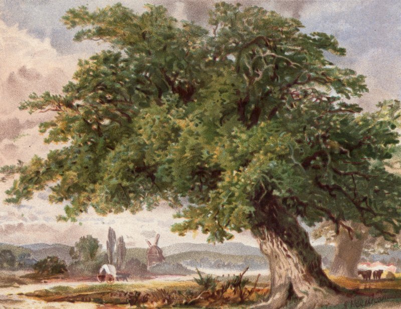 Vieux chêne au bord du chemin, Surrey - English School