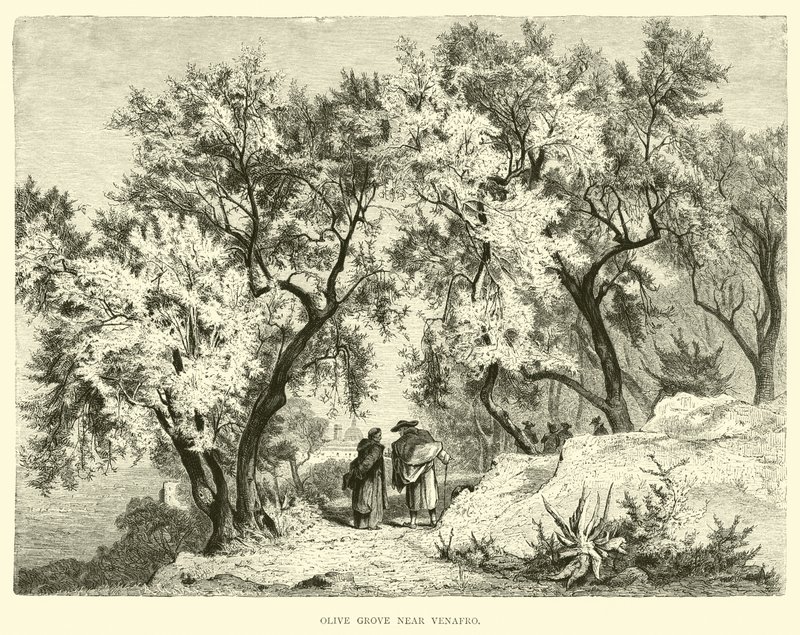 Oliveraie près de Venafro - English School