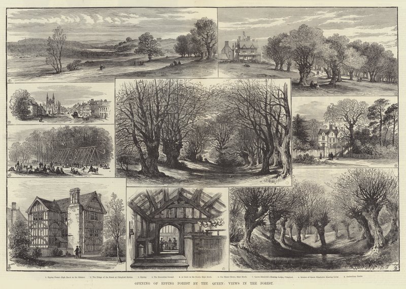 Ouverture de la forêt d