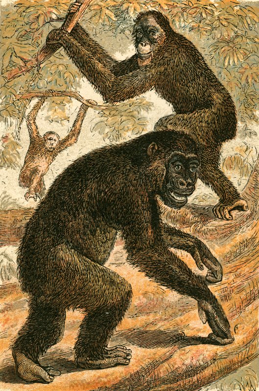 Orang-Outang et Gorille - English School