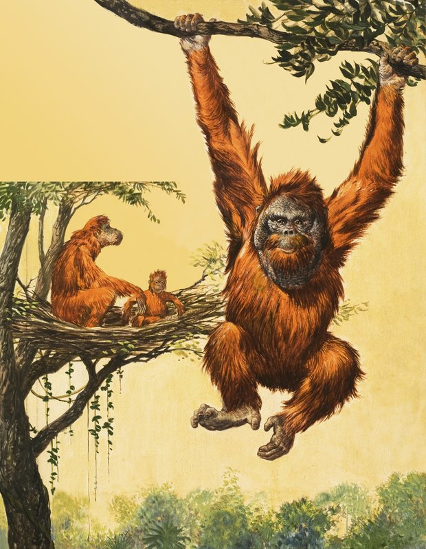 Orangs-outans - English School