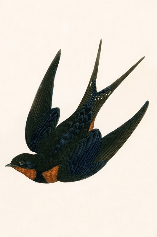 Hirondelle de cheminée orientale, illustration de 