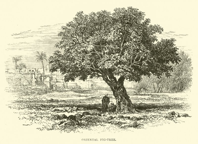 Figuier oriental - English School