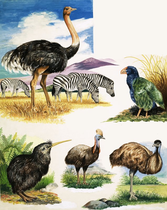 Autruche, Kiwi, Casoar, Émeu et Takahe - English School