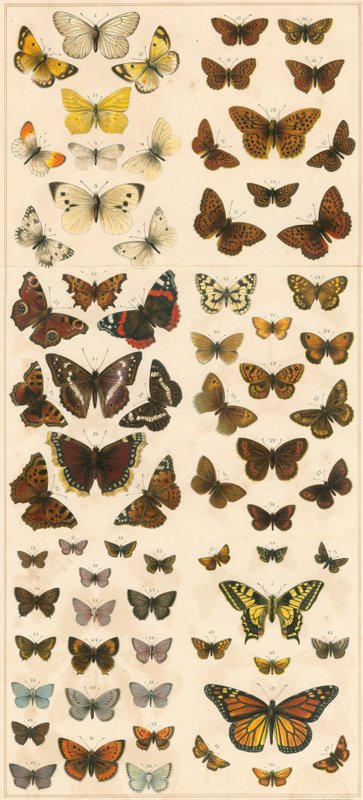Nos papillons britanniques - English School