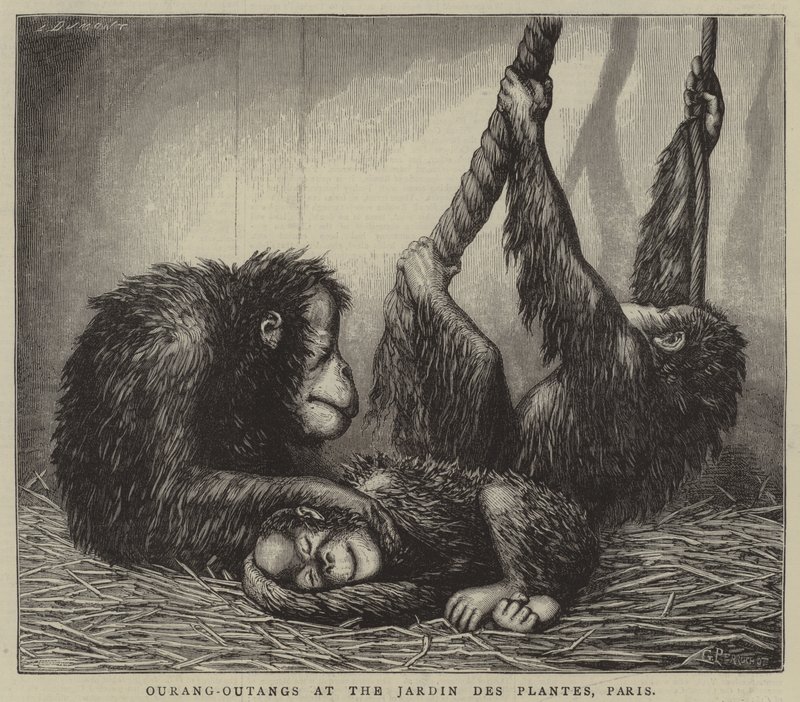 Ourang-Outangs au Jardin des Plantes, Paris (gravure) - English School