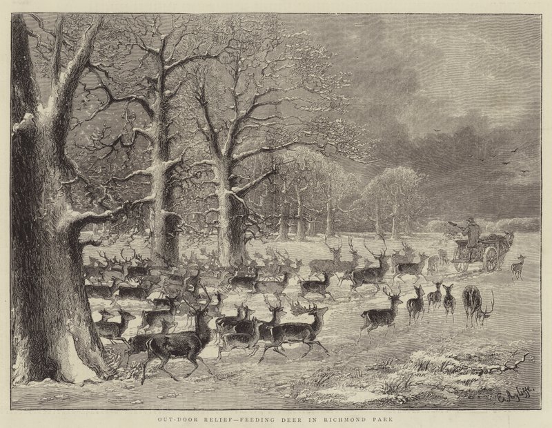 Secours en plein air, nourrir les cerfs dans le parc de Richmond (gravure) - English School