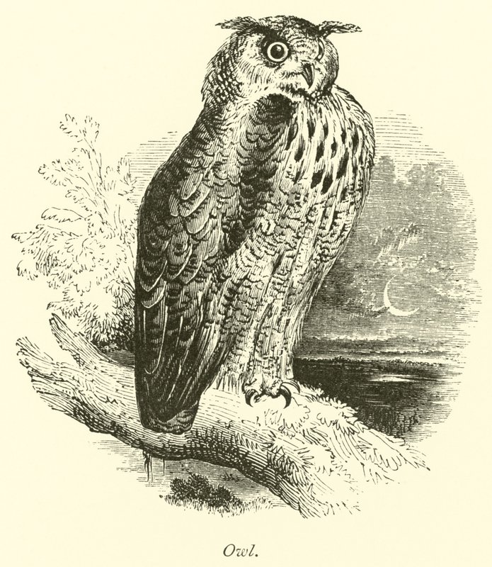 Hibou - English School