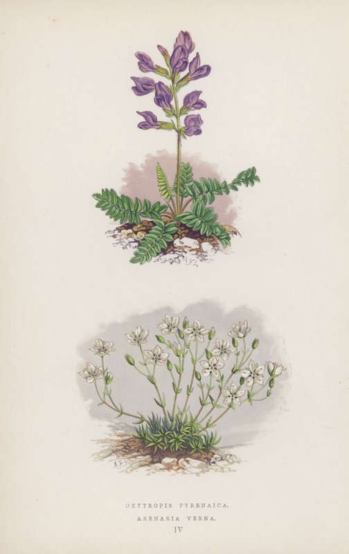 Oxytropis Pyrenaica; Arenaria Verna - English School