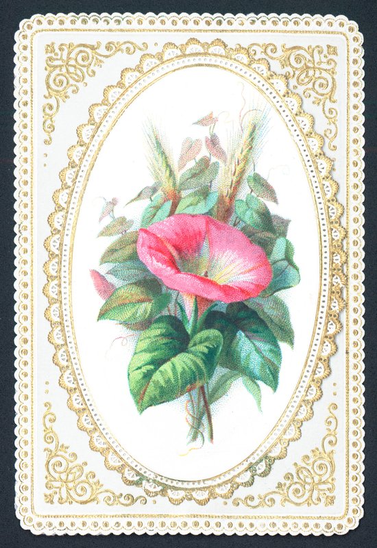 Fleur de pétunia rose, carte - English School
