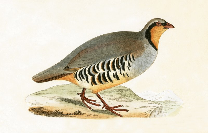 P Graeca, Var, illustration de 