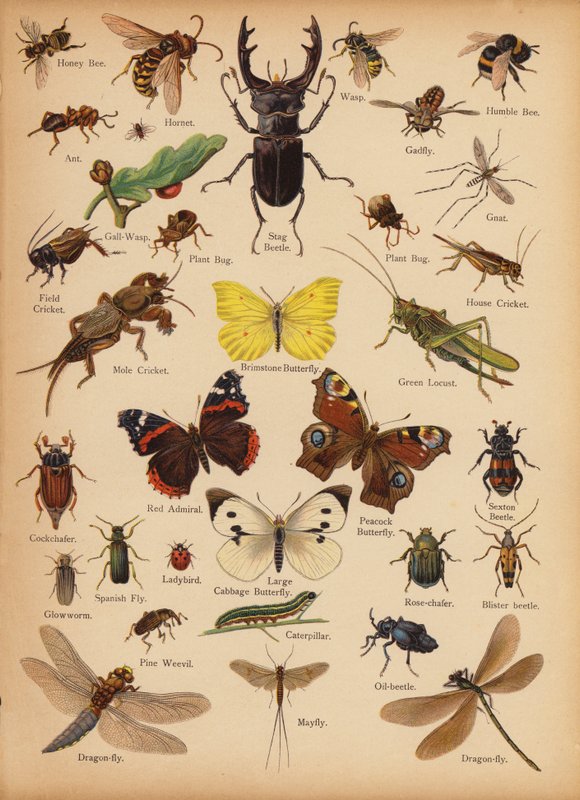 Page du Petit Livre d