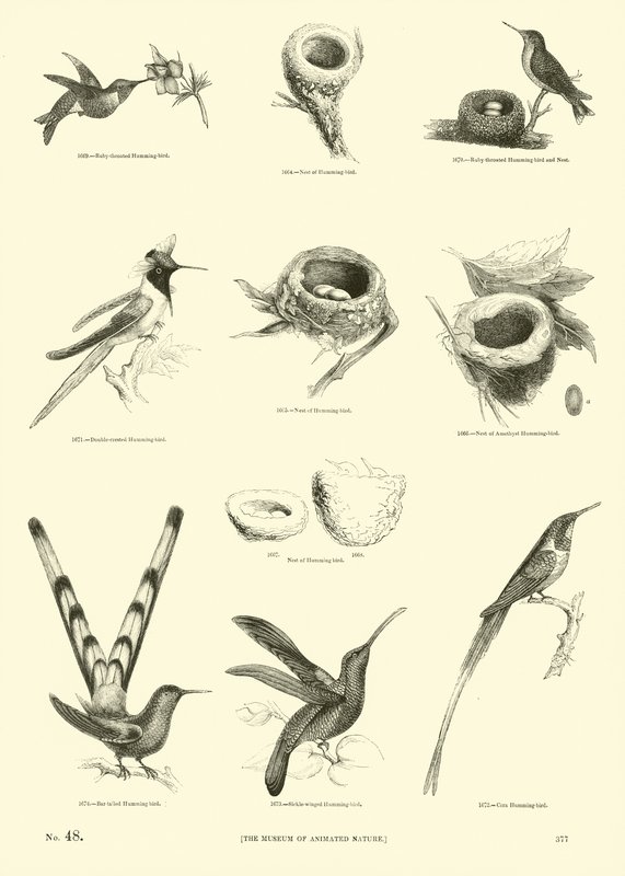 Page du Musée Pictural de la Nature Animée - English School