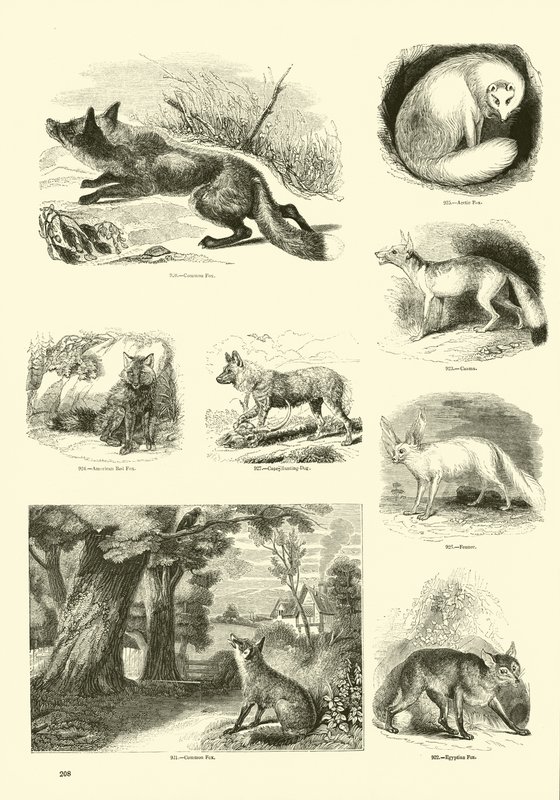 Page du Musée Pictural de la Nature Animée - English School