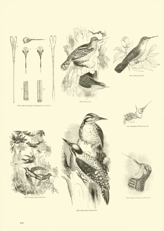 Page du Musée Pictural de la Nature Animée - English School