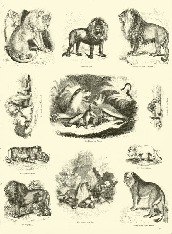Page du Musée Pictural de la Nature Animée - English School