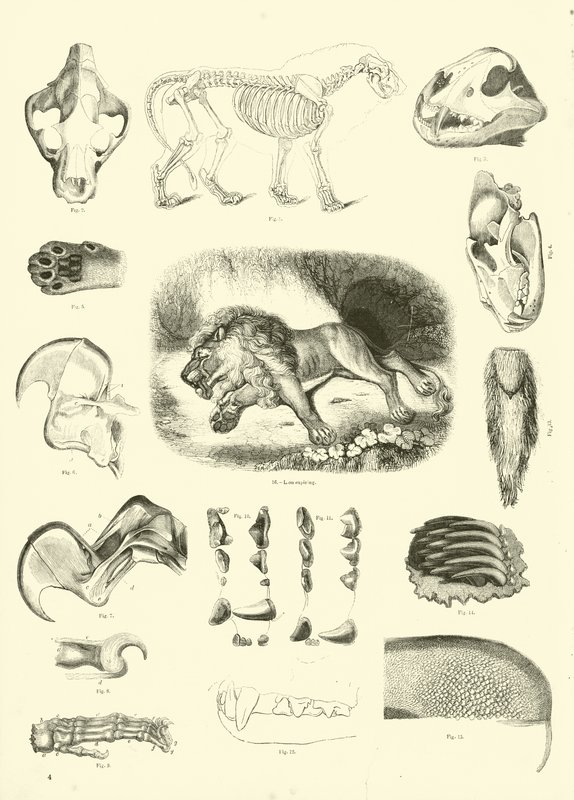 Page du Musée Pictural de la Nature Animée - English School