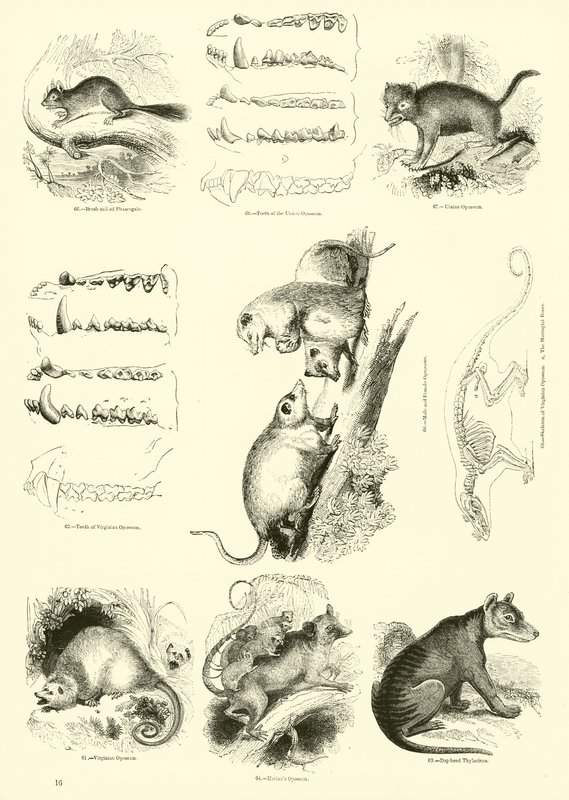 Page du Musée Pictural de la Nature Animée - English School