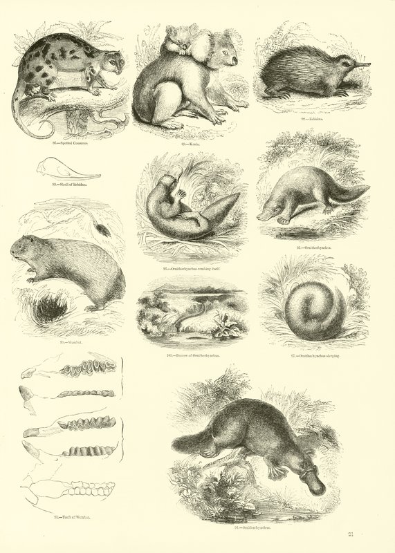 Page du Musée Pictural de la Nature Animée - English School