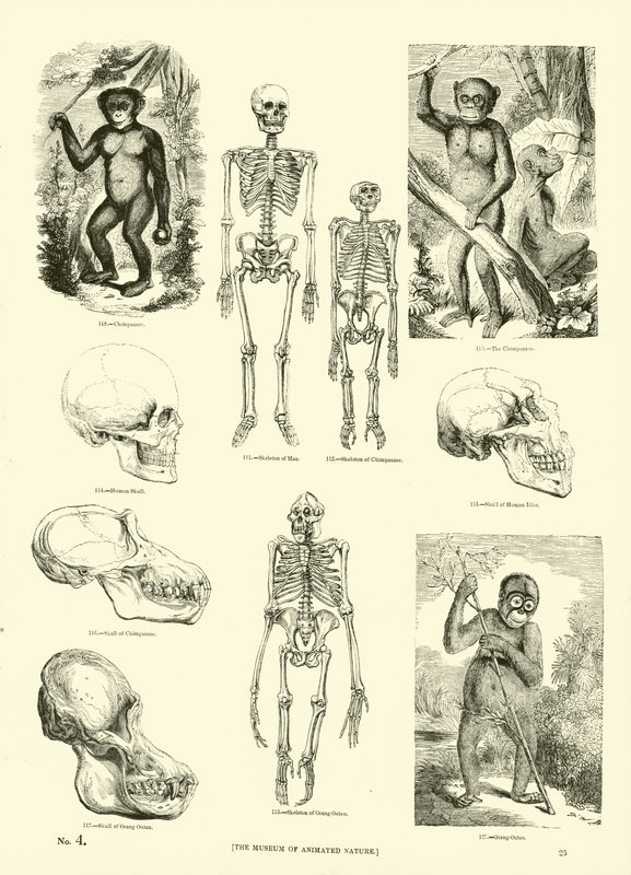 Page du Musée Pictural de la Nature Animée - English School