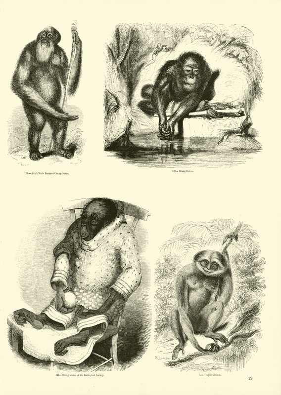 Page du Musée Pictural de la Nature Animée - English School