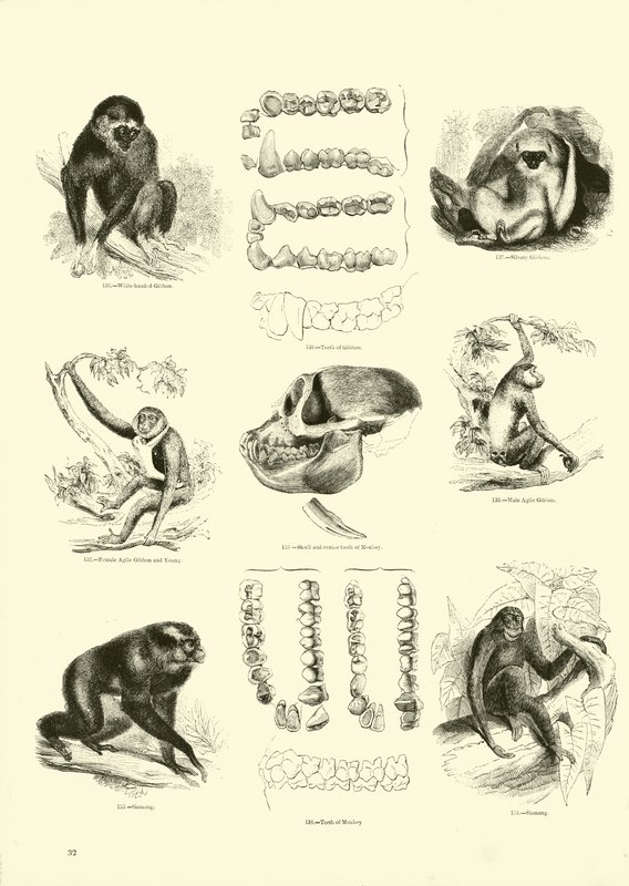 Page du Musée Pictural de la Nature Animée - English School