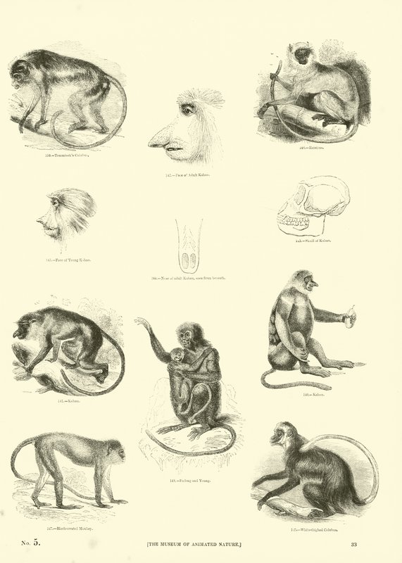 Page du Musée Pictural de la Nature Animée - English School
