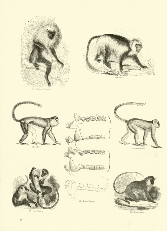 Page du Musée Pictural de la Nature Animée - English School