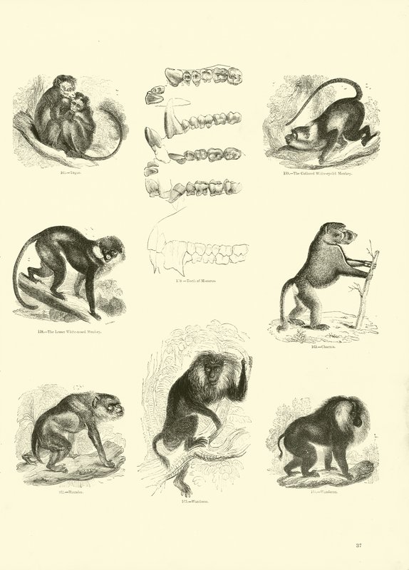 Page du Musée Pictural de la Nature Animée - English School
