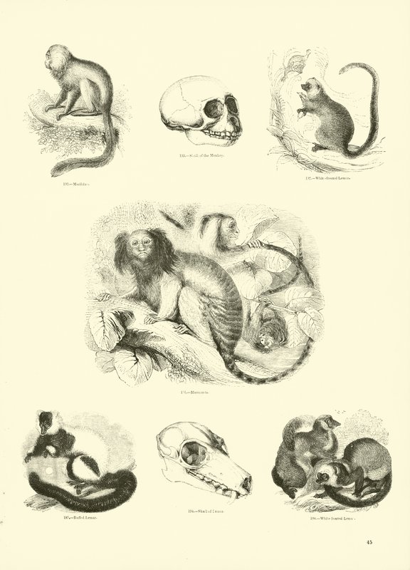 Page du Musée Pictural de la Nature Animée - English School