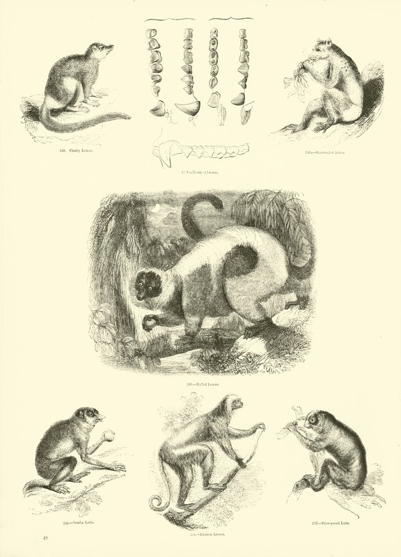 Page du Musée Pictural de la Nature Animée - English School