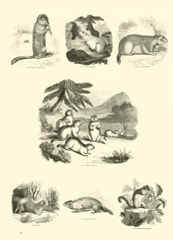 Page du Musée Pictural de la Nature Animée - English School